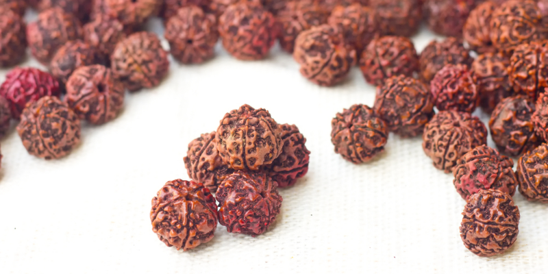 12 mukhi rudraksha online