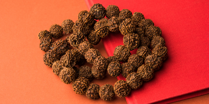 original seventeen mukhi rudraksha