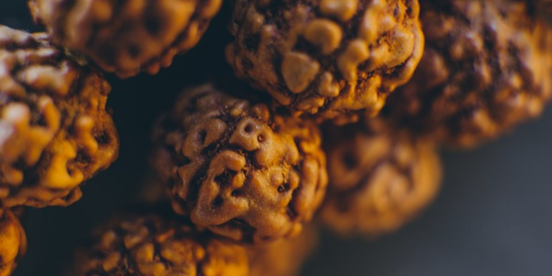 original nineteen mukhi rudraksha